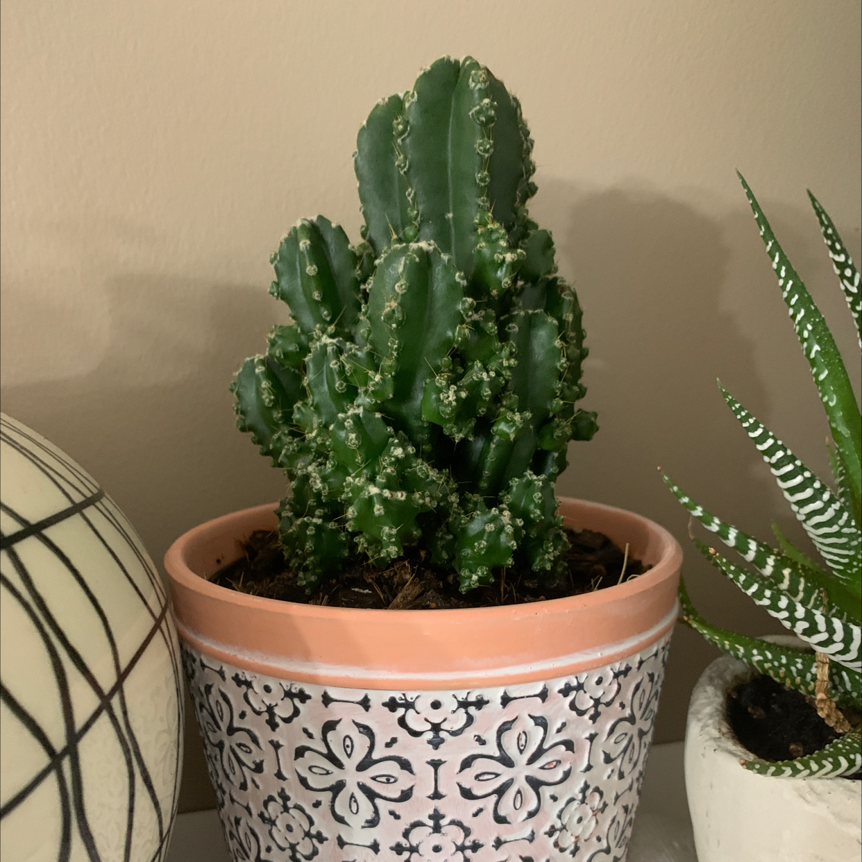 Photo of the plant species Columnar Cactus by @Kyrapaull named Column All the Bitches on Greg, the plant care app