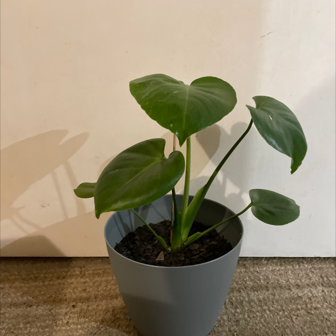 Philodendron Scandens plant photo by @Maggielou_04 named Geoff on Greg, the plant care app.