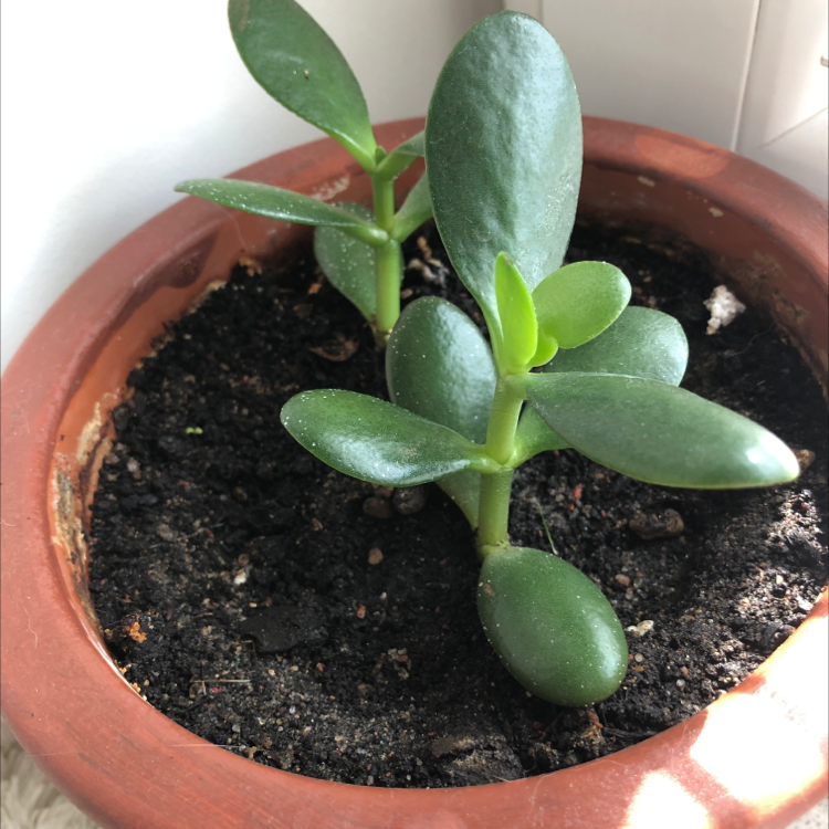 Lucky Plant plant photo by Alicja named Pax on Greg, the plant care app.