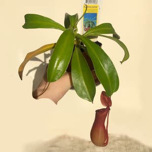 Nepenthes Monkey Jars plant photo by @aqua_miss named Ąsotėlis on Greg, the plant care app.
