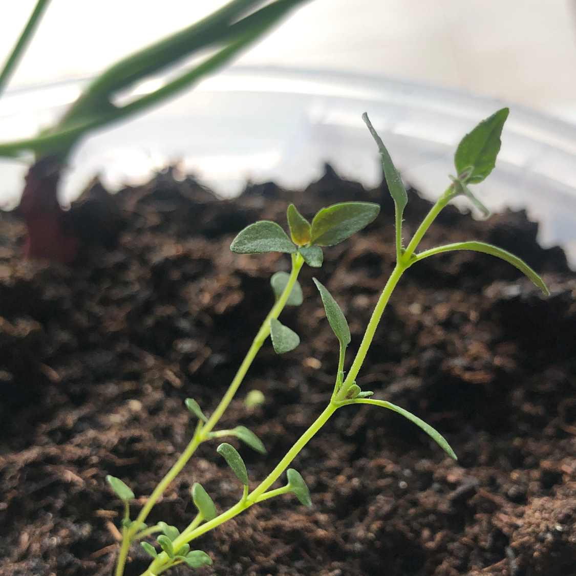 Common Thyme plant photo by @aqua_miss named Čiobrelis on Greg, the plant care app.