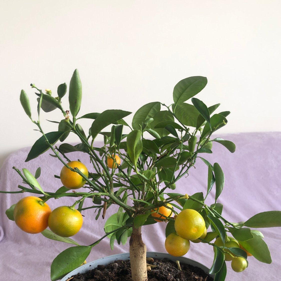 Photo of the plant species Calamondin by @aqua_miss named Citrinukas 💗 on Greg, the plant care app