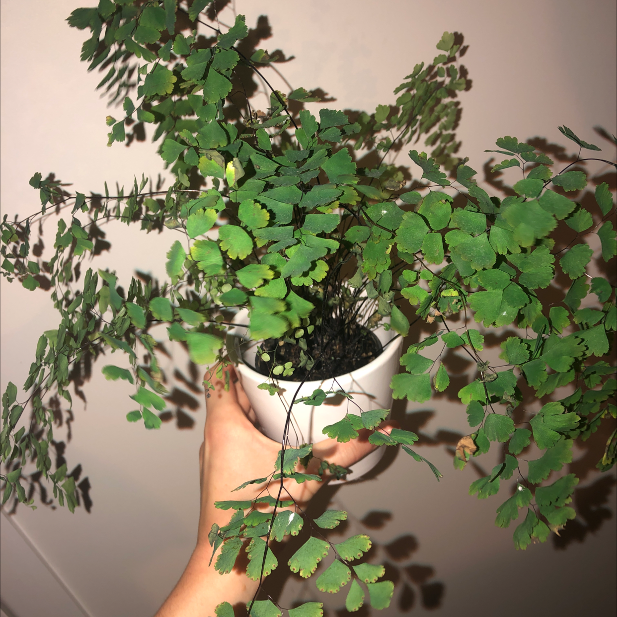 Potted Hemionitis raddiana plant with small, green, fan-shaped leaves held by a hand.