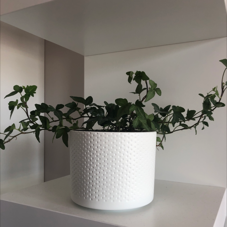Potted Spearpoint Ivy plant with green leaves in a white textured pot.