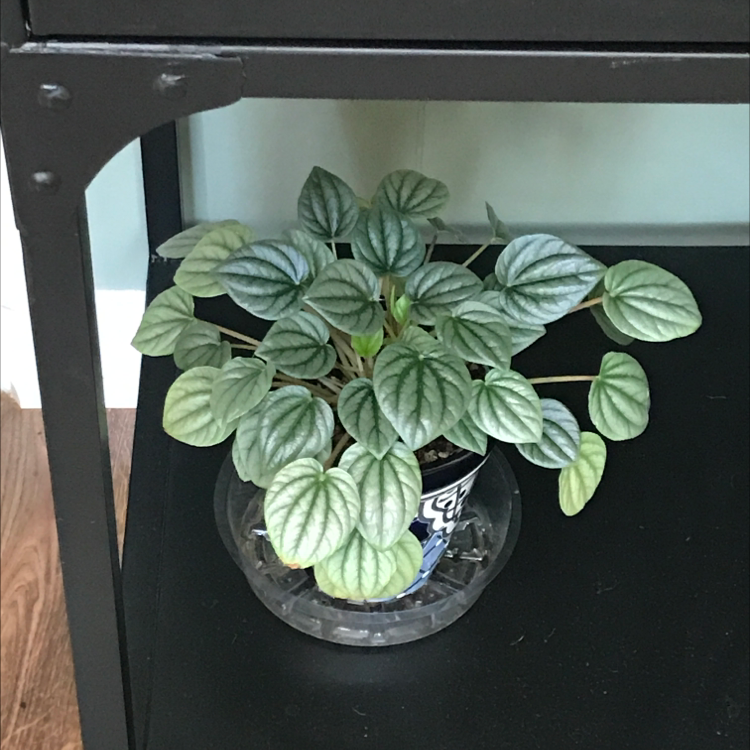 Photo of the plant species Silver Frost Peperomia by @Predilection_4_plants named Peperomia silver frost on Greg, the plant care app