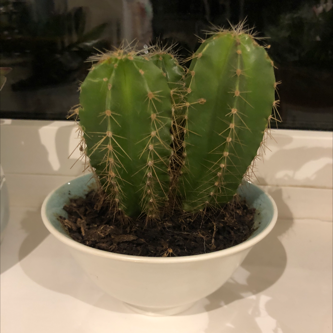 Pleated Cereus plant photo by @Loz.sm named Carmelious on Greg, the plant care app.