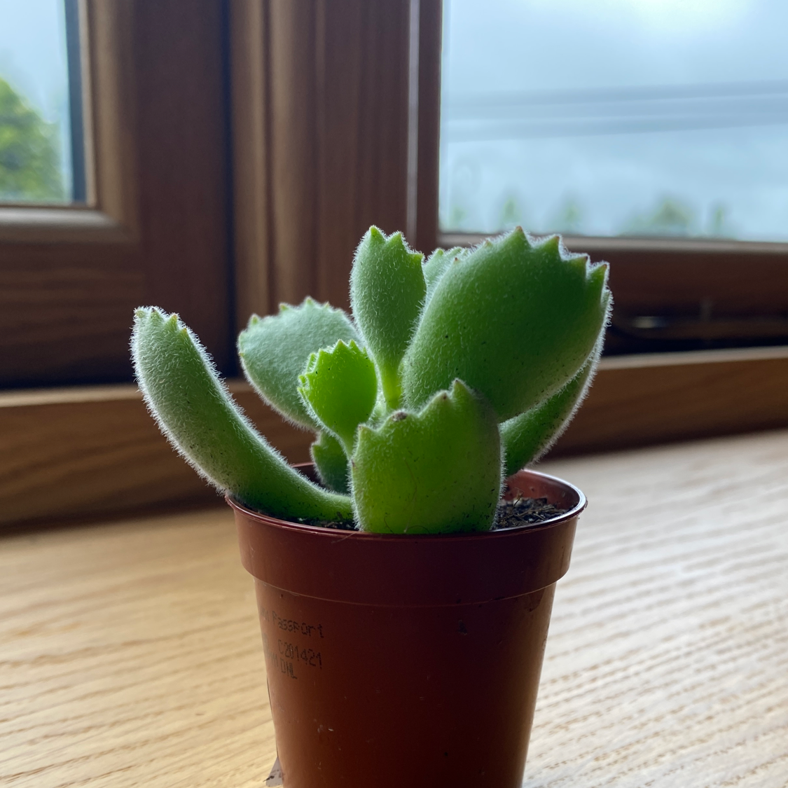 Photo of the plant species Bear's Paw by @sophiegrinnell named Aristotle on Greg, the plant care app
