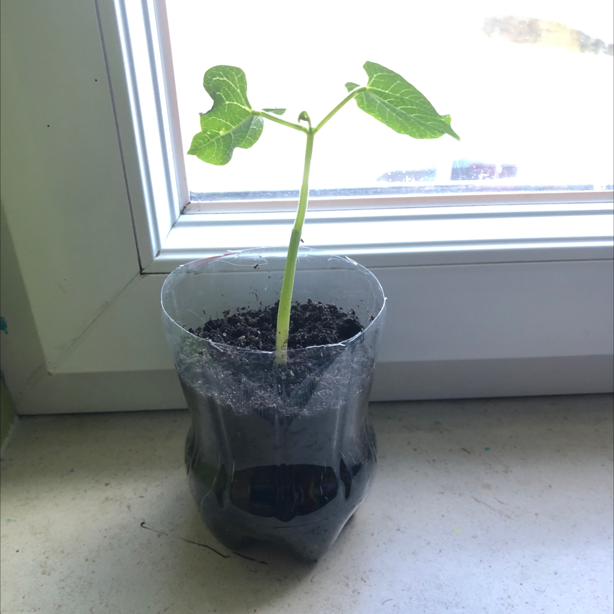 Young Common Bean plant in a plastic container on a windowsill.