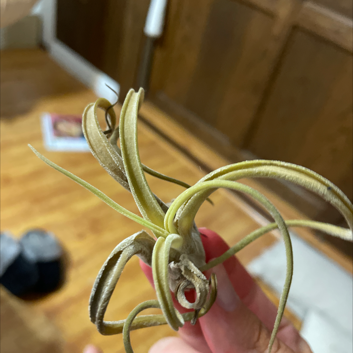 Medusa Head Air Plant with visible yellowing and browning, held by a hand.