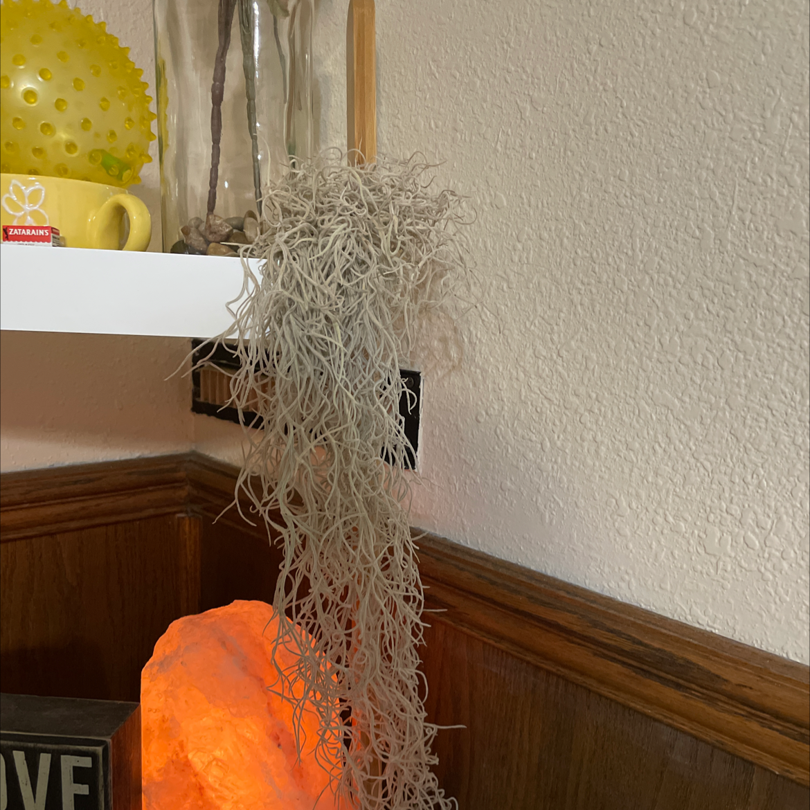 Spanish Moss hanging from a shelf, appearing dry and lacking vibrant color.