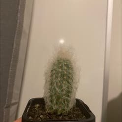 Peruvian Old Man Cactus plant