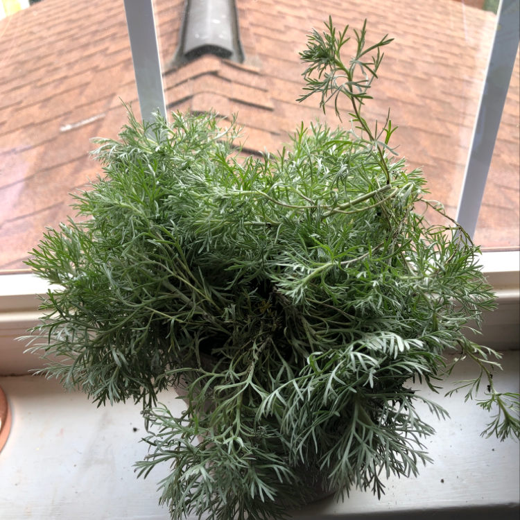 Photo of the plant species Field Wormwood by Amber named Hades on Greg, the plant care app