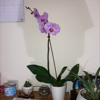 Phalaenopsis Orchid plant in Ludlow, Massachusetts