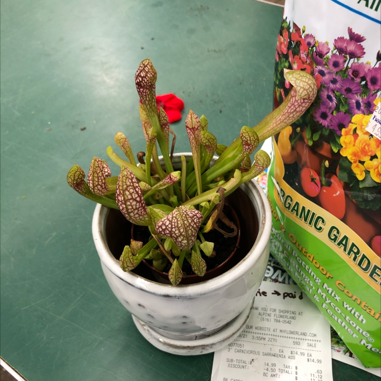 Scarlet Belle plant photo by Katie named Your plant on Greg, the plant care app.