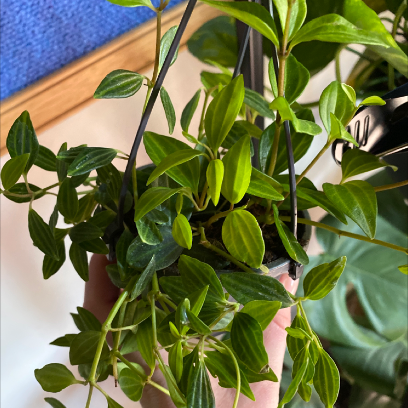 Healthy Radiator Plant with vibrant green leaves, held by a hand.