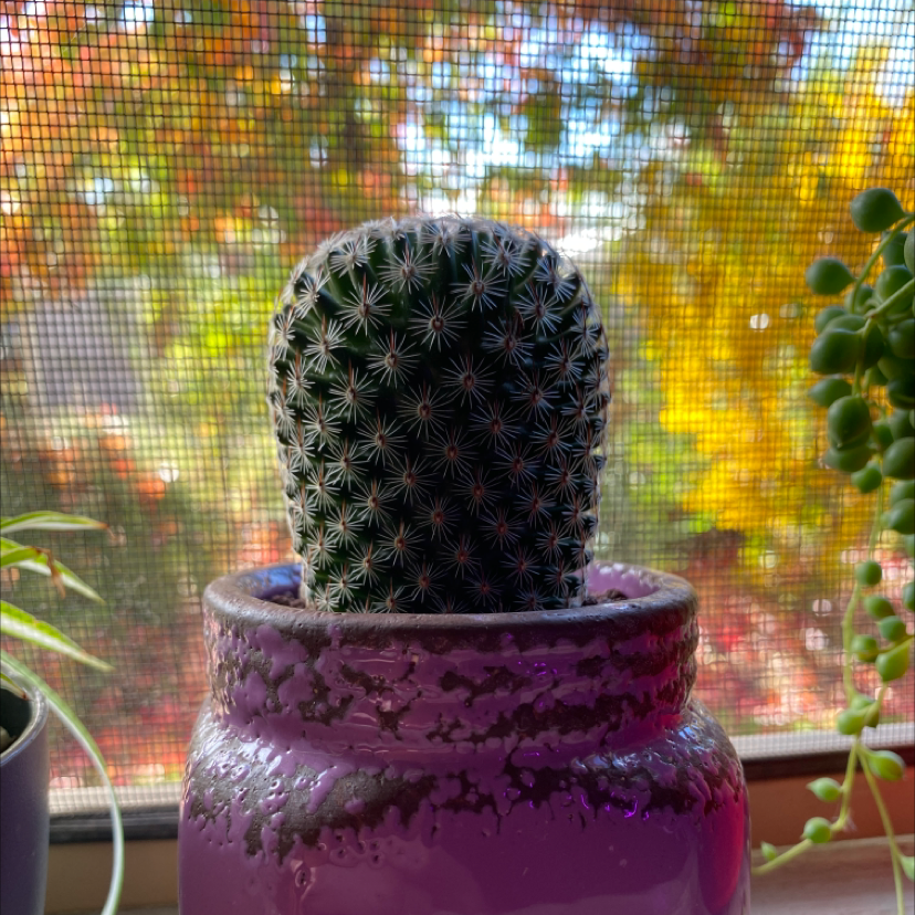 Spiny Pincushion Cactus in a purple pot with a window and foliage in the background.