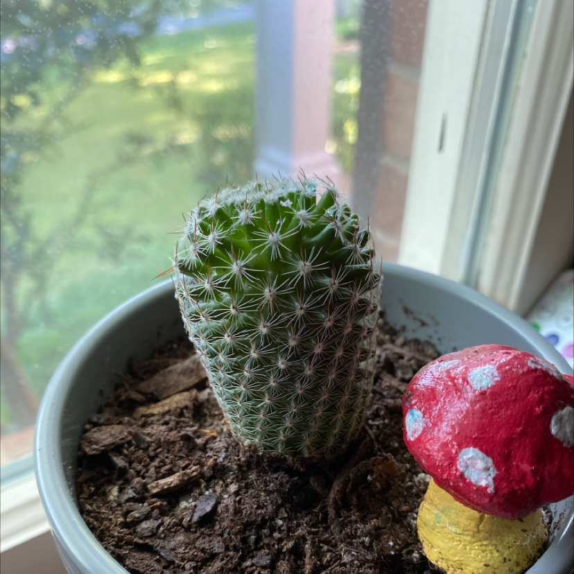 Arizona Rainbow Cactus in a pot near a window with a decorative mushroom.
