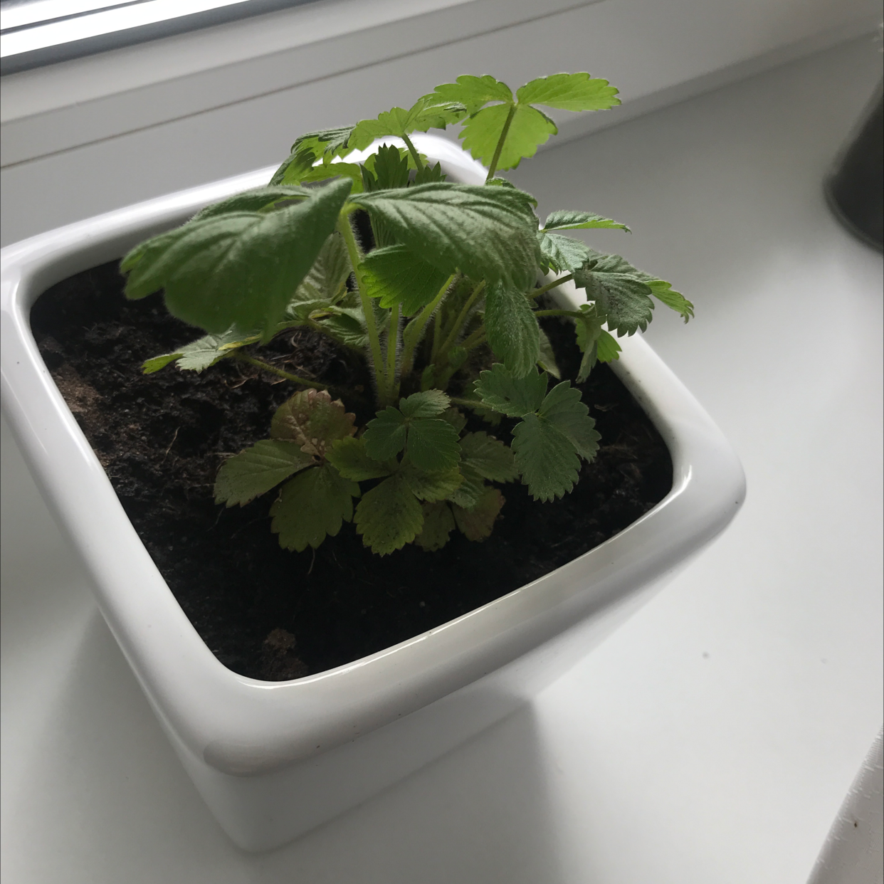 Potted Mock Strawberry plant with healthy green leaves in a white pot.