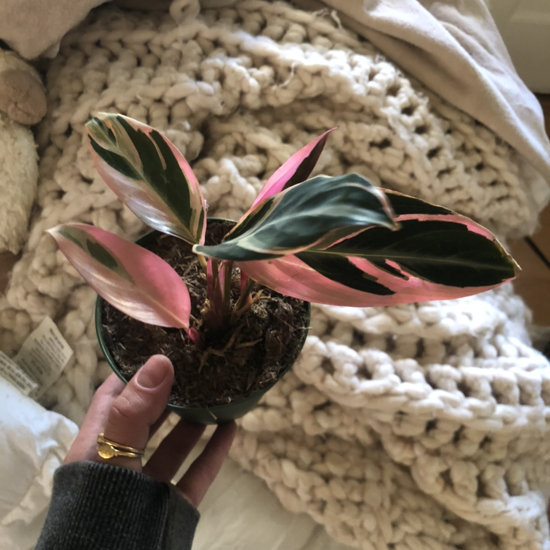 Triostar Stromanthe plant with vibrant pink and green variegated leaves, held by a hand.