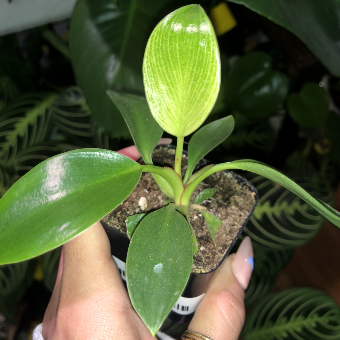 A healthy young Philodendron Birkin plant held by a hand, with visible soil.