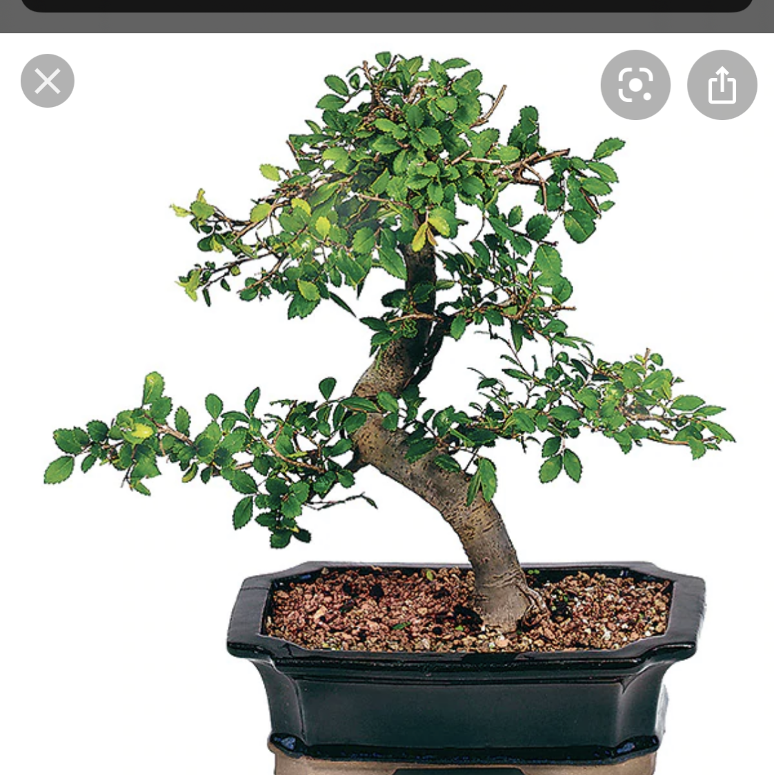 Photo of the plant species Chinese Elm by @cassidy named Hemingway on Greg, the plant care app