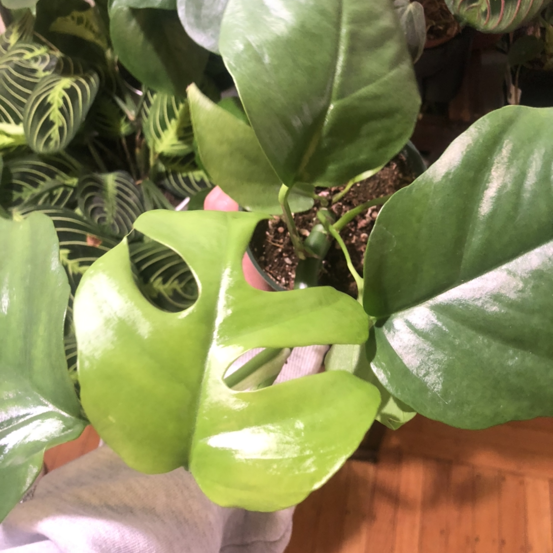 Photo of the plant species Rhaphidophora pertusa by @cassidy named Mini on Greg, the plant care app