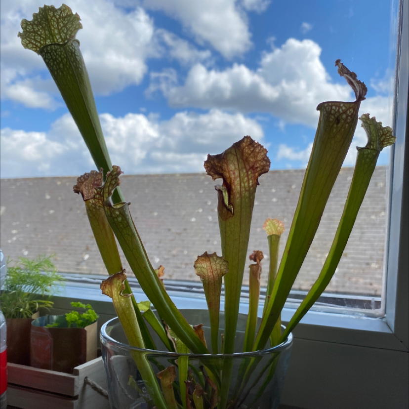 White Topped Pitcher Plant near a window with some browning at the edges of the leaves.