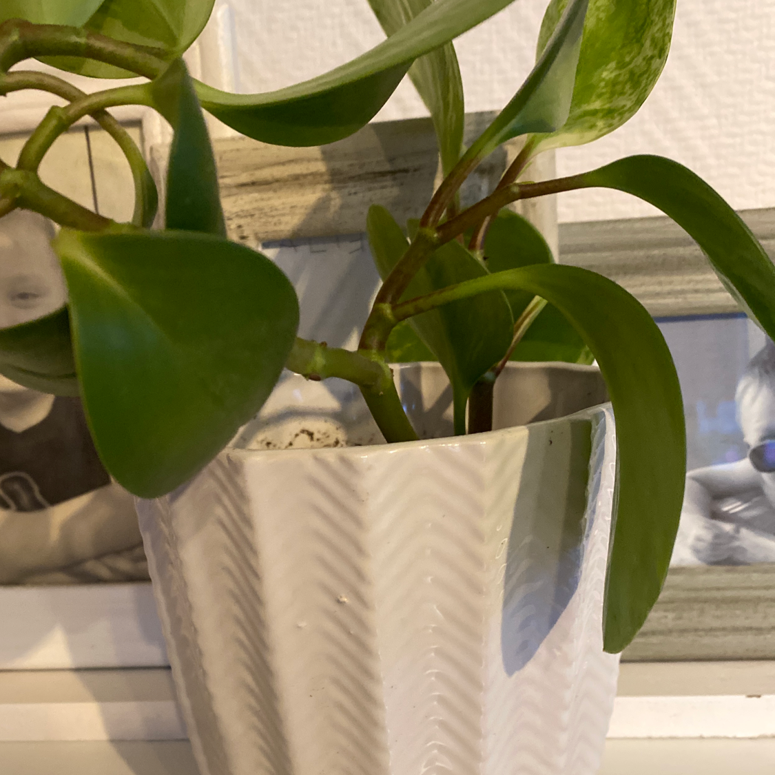 Baby Rubber Plant plant photo by Valter named Mini plant 😊 on Greg, the plant care app.