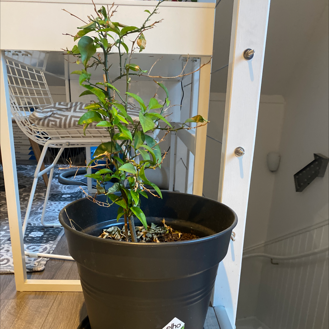 Orange Tree plant photo by Valter named Valter’s orange tree on Greg, the plant care app.