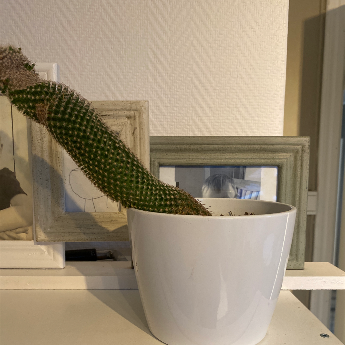 Golden Torch plant photo by Valter named cactus on Greg, the plant care app.