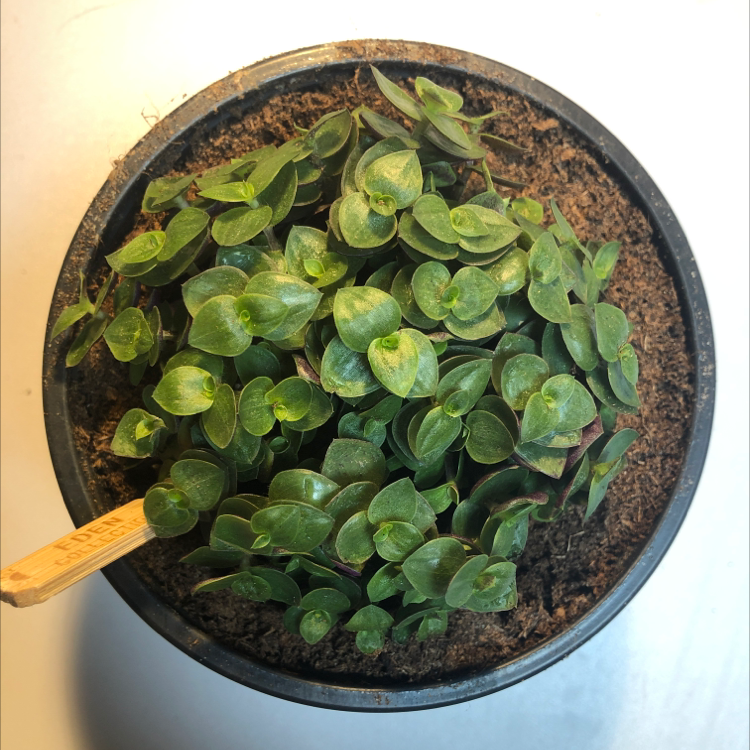 Creeping Inch Plant plant photo by @grofova named Bambino on Greg, the plant care app.
