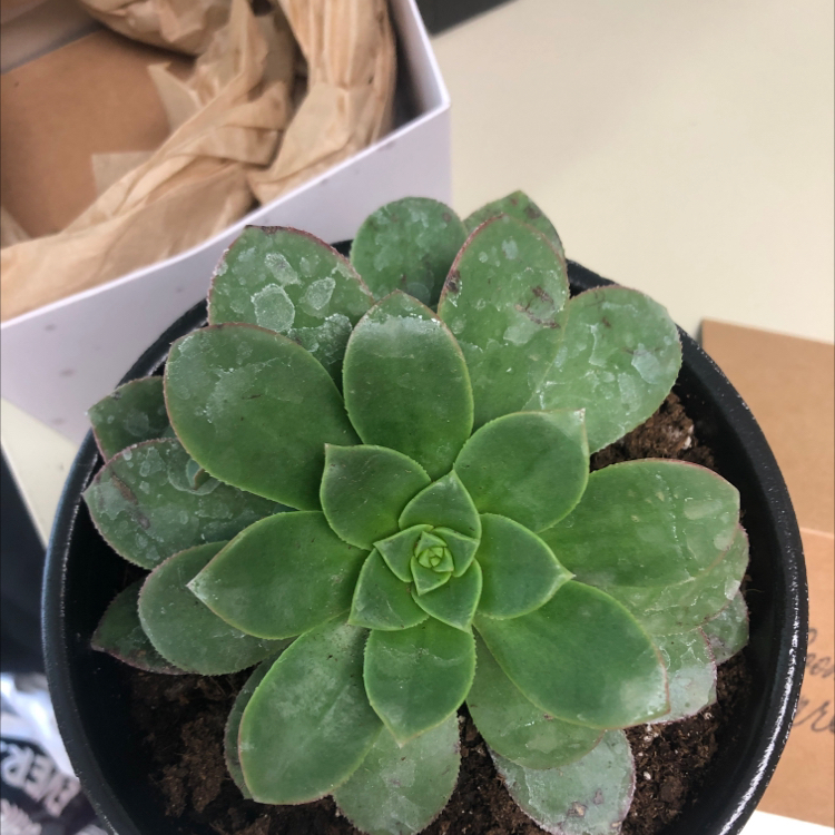 Beautiful Graptopetalum succulent in a pot with visible soil and minor white spots on leaves.