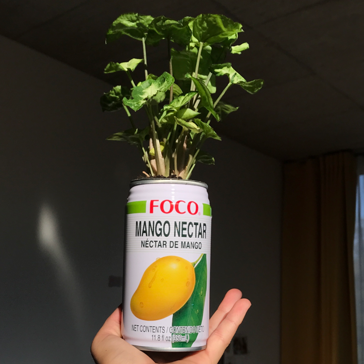 Syngonium 'White Butterfly' plant growing in a mango nectar can, held by a hand.