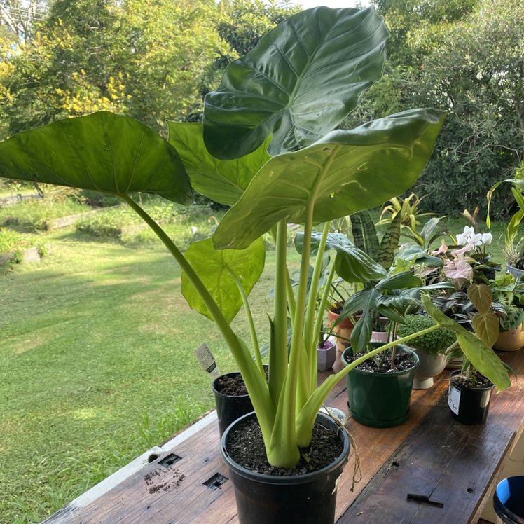 Healthy Elephant Ear Philodendron with large green leaves in a pot on a wooden surface outdoors.