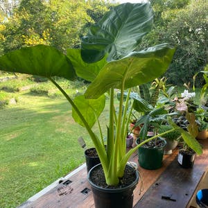 Elephant Ear Philodendron plant photo by Lilycox named Darwin on Greg, the plant care app.