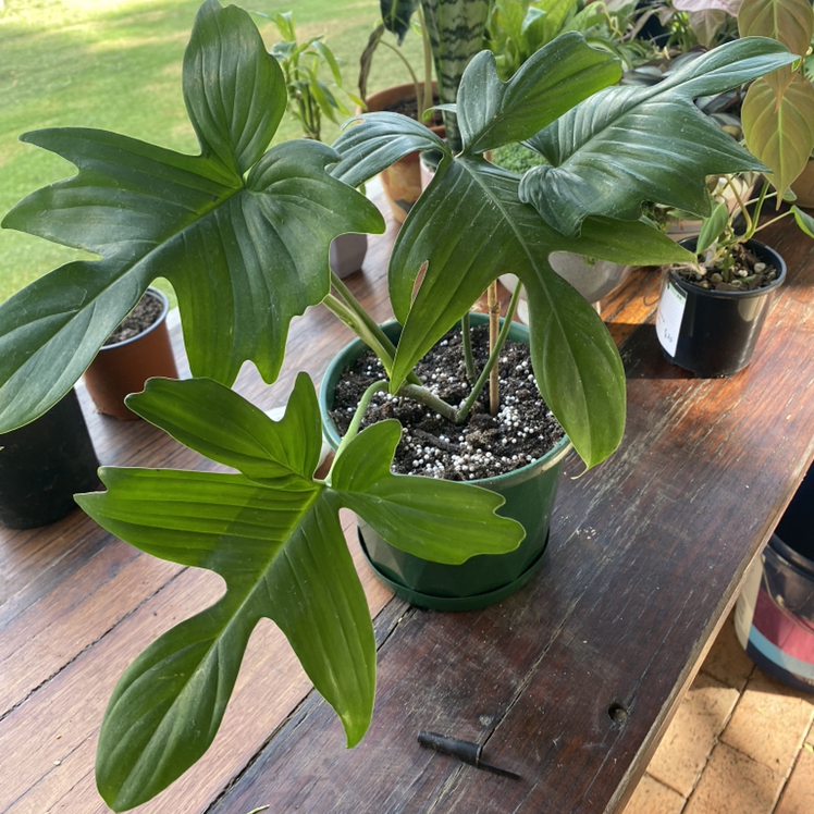 Photo of the plant species Philodendron Pedatum by @Lilycox named Rihanna on Greg, the plant care app