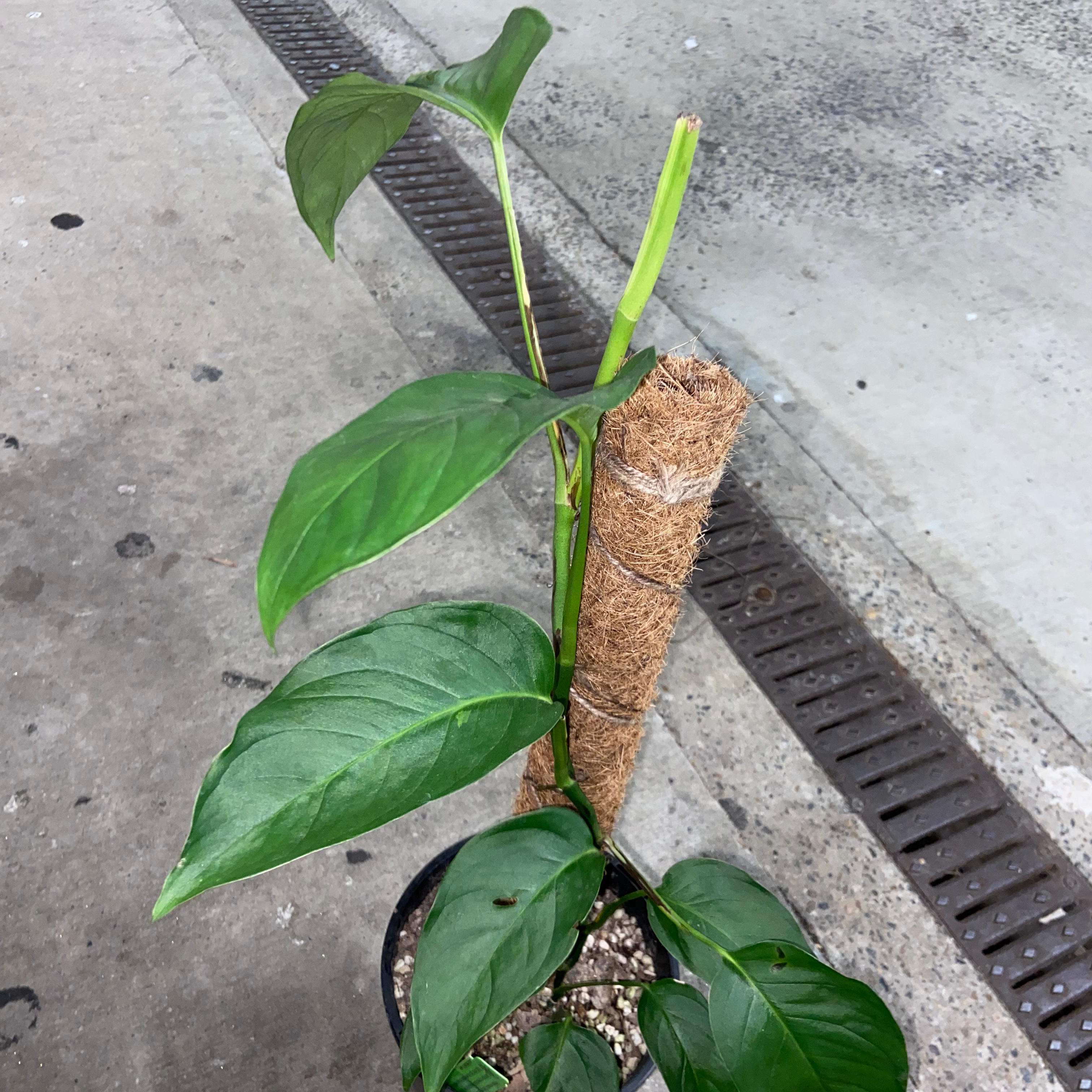 Monstera lechleriana plant with healthy green leaves supported by a coir pole.