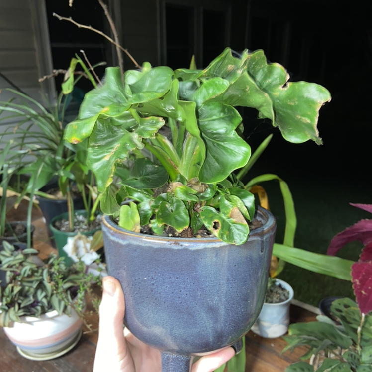 Photo of the plant species Philodendron 'Super Atom' by @Lilycox named Elle on Greg, the plant care app