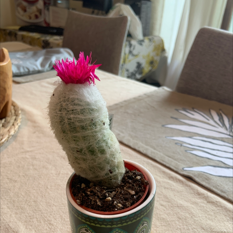 Photo of the plant species Button Cactus by @AnaStayCoolsia named Pinky Winky 😉 on Greg, the plant care app