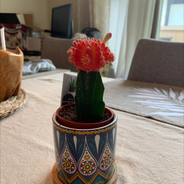 Moon Cactus (Gymnocalycium mihanovichii) in a decorative pot on a table.