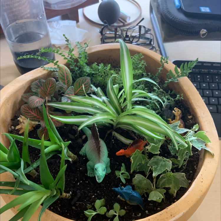 Healthy Erect Sword Fern with lush green fronds growing in a terracotta pot on a desk.