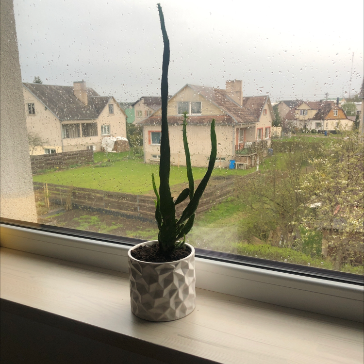Potted Rat Tail Cactus on a windowsill with a view of houses and garden outside.