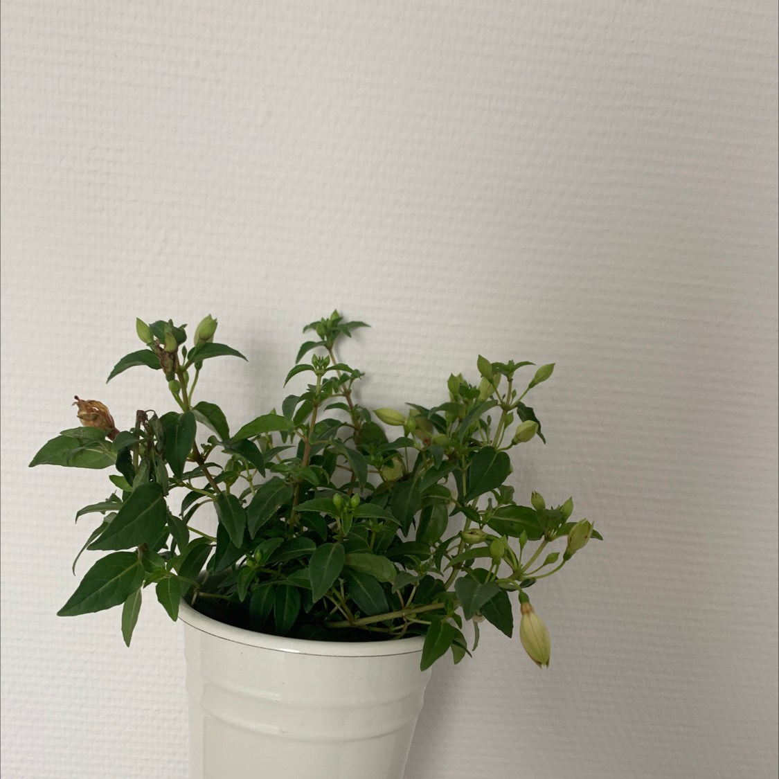 Potted Hummingbird Fuchsia plant with green leaves and some buds, slight browning on a few leaves.