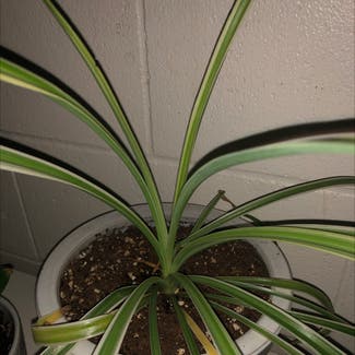 Spider Plant plant in Chippewa Falls, Wisconsin