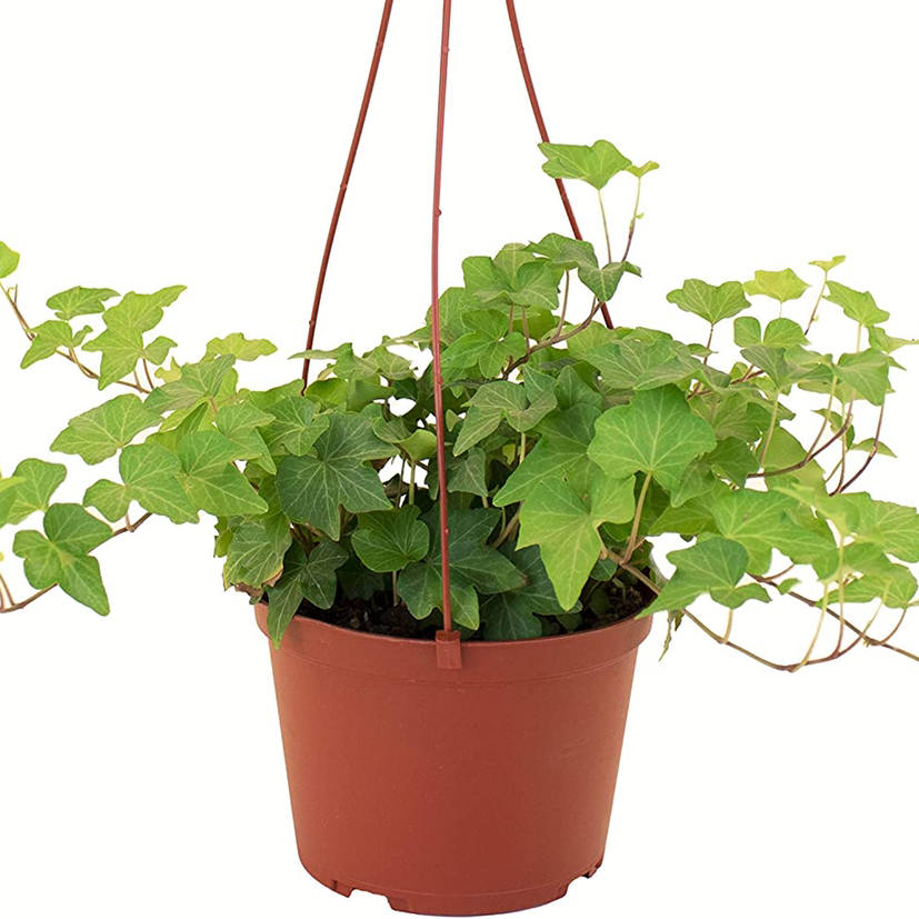 Variegated ivy plant in a hanging pot with vibrant green leaves.