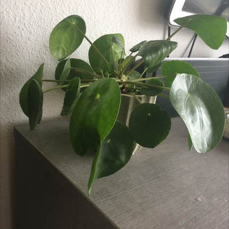 Photo of the plant species Pilea Sugar by Mia22 named Egon on Greg, the plant care app