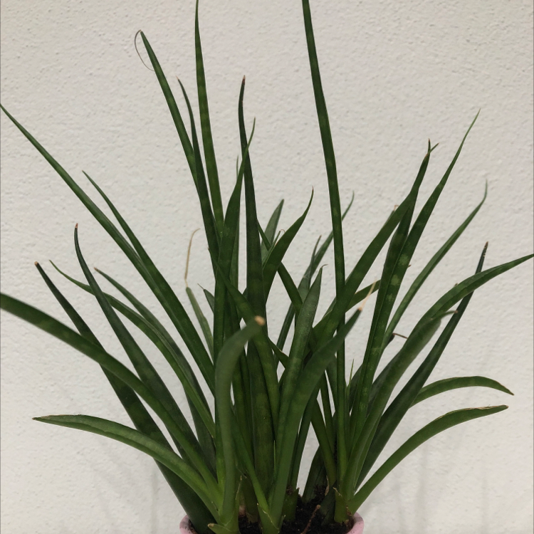 Queen's Tears plant with long, slender green leaves in a pot.
