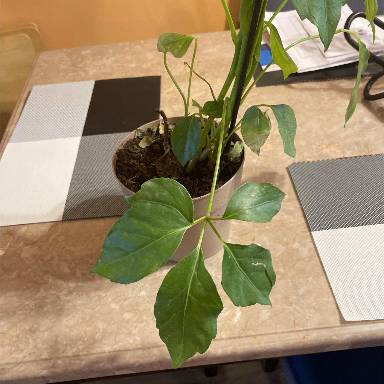 Healthy potted China Doll plant with glossy green leaves, sitting on a tiled surface. The dark soil is visible in the pot.