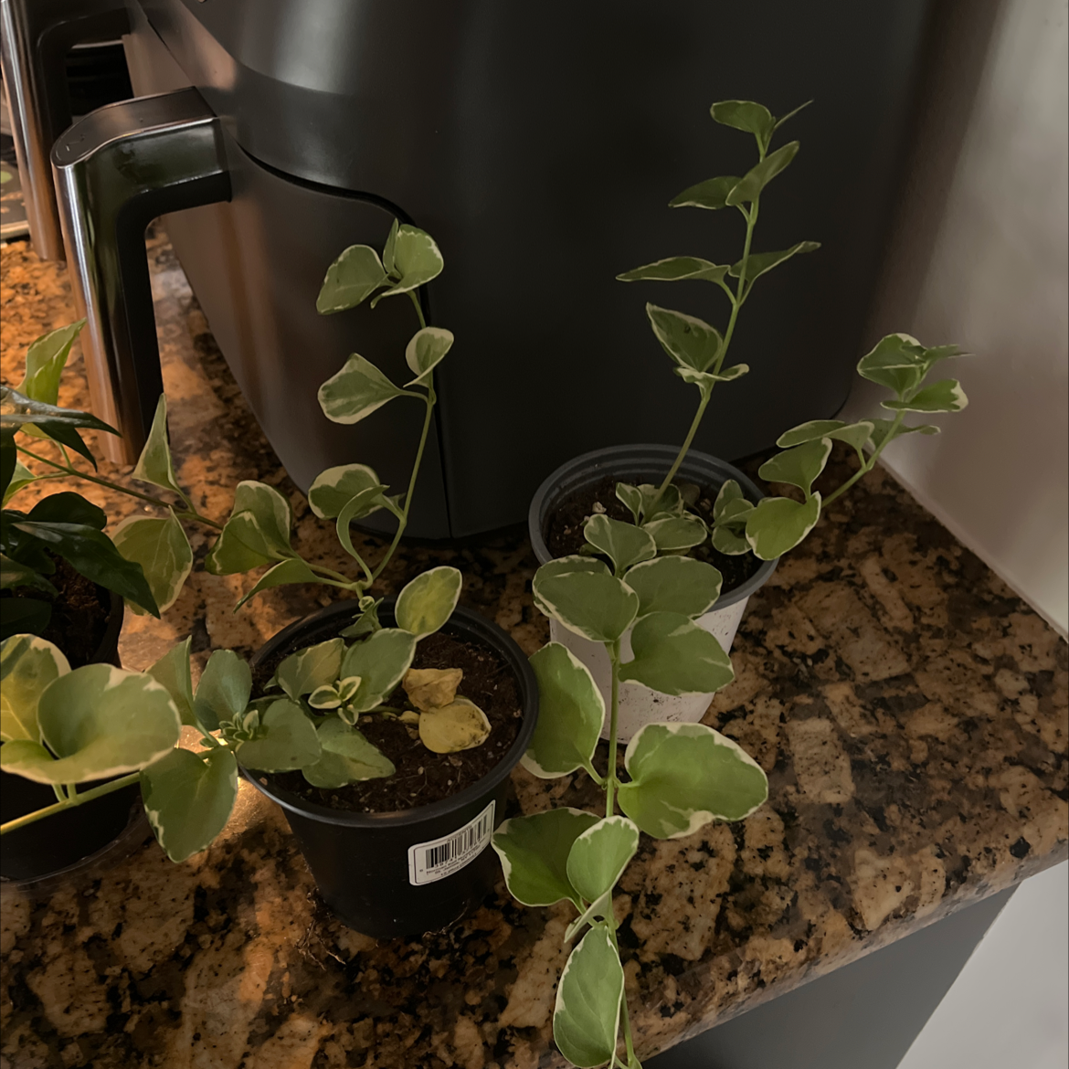 Healthy periwinkle plant with glossy green leaves in a black plastic pot on a granite countertop.