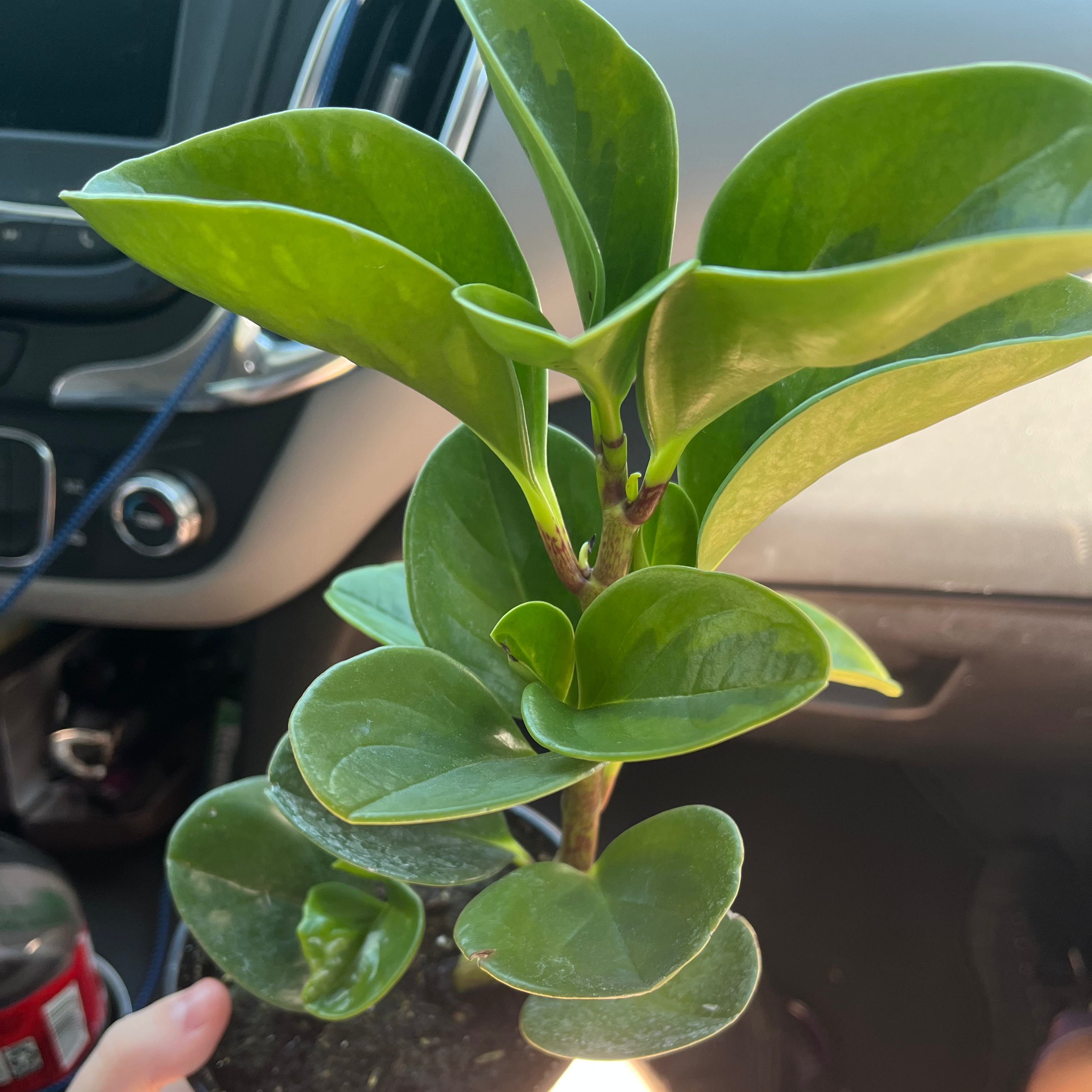 Close-up of a hand holding a healthy baby rubber plant with vibrant green waxy leaves, likely a new addition to a plant collection.